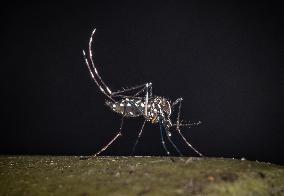 The Tiger Mosquito Continues To Spread Across France