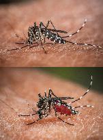 The Tiger Mosquito Continues To Spread Across France