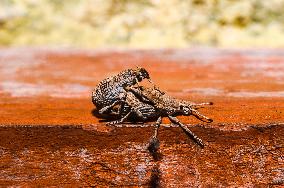 Weevil - Entiminae (Broad-nosed Weevil) - Animal India