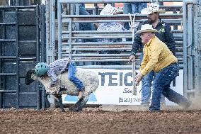 Mutton Busting Contest At The Nevada County Fair In Grass Valley Calif