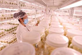 A Breeding Center For Radix Pseudostellariae in Ningde