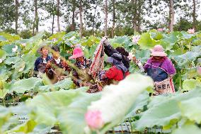 Lotus Seedpod Harvest in Suqian