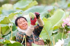 Lotus Seedpod Harvest in Suqian