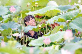 Lotus Seedpod Harvest in Suqian