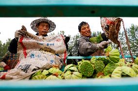 Lotus Seedpod Harvest in Suqian