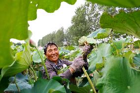 Lotus Seedpod Harvest in Suqian