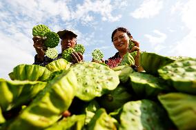 Lotus Seedpod Harvest in Suqian