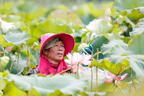 Lotus Seedpod Harvest in Suqian