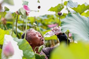 Lotus Seedpod Harvest in Suqian