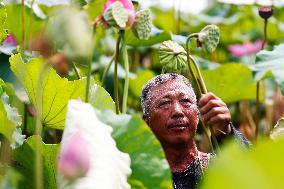 Lotus Seedpod Harvest in Suqian