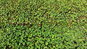 Lotus Seedpod Harvest in Suqian