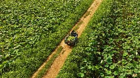 Lotus Seedpod Harvest in Suqian