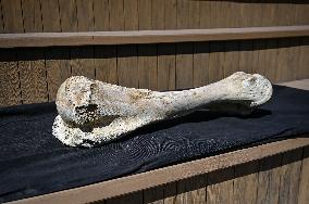 Mammoth bones found on River Dnipro bank displayed in Zaporizhzhia