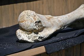 Mammoth bones found on River Dnipro bank displayed in Zaporizhzhia