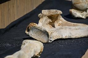 Mammoth bones found on River Dnipro bank displayed in Zaporizhzhia