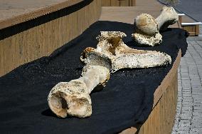 Mammoth bones found on River Dnipro bank displayed in Zaporizhzhia