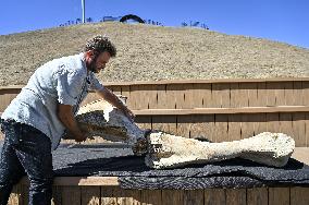 Mammoth bones found on River Dnipro bank displayed in Zaporizhzhia