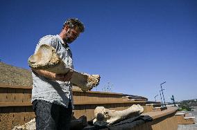 Mammoth bones found on River Dnipro bank displayed in Zaporizhzhia