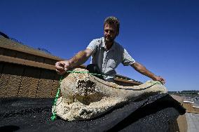 Mammoth bones found on River Dnipro bank displayed in Zaporizhzhia