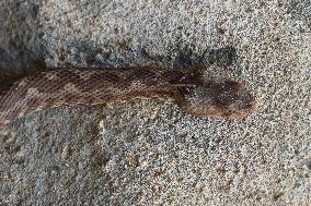 Nose-horned Viper In Greece