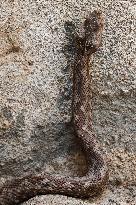 Nose-horned Viper In Greece