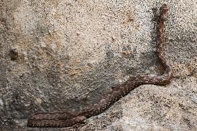 Nose-horned Viper In Greece