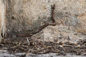 Nose-horned Viper In Greece