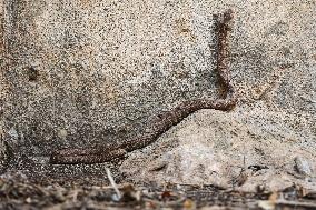 Nose-horned Viper In Greece