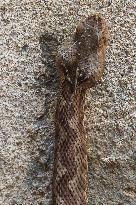 Nose-horned Viper In Greece