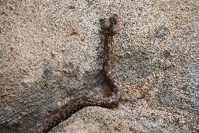 Nose-horned Viper In Greece