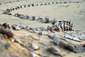 Whale Fossil In The Desert Of Fayoum - Egypt