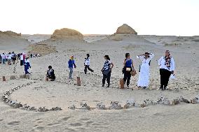 Whale Fossil In The Desert Of Fayoum - Egypt