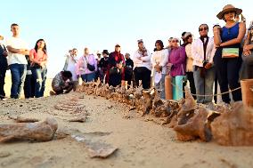 Whale Fossil In The Desert Of Fayoum - Egypt