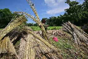 Jute Harvesting In India