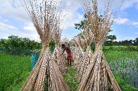 Jute Harvesting In India