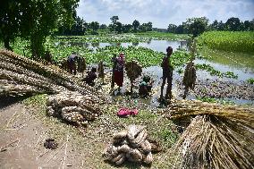 Jute Harvesting In India