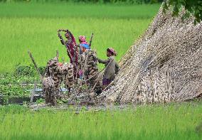 Jute Harvesting In India