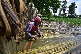 Jute Harvesting In India