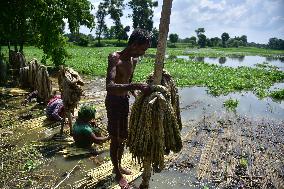 Jute Harvesting In India