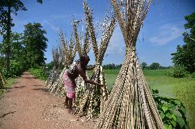 Jute Harvesting In India