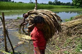 Jute Harvesting In India