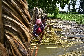 Jute Harvesting In India