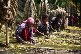 Jute Harvesting In India