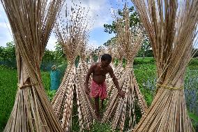 Jute Harvesting In India