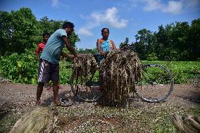 Jute Harvesting In India