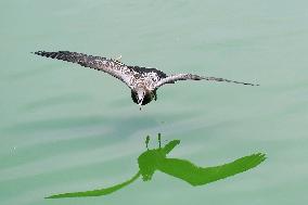 Black-tailed Gulls Released