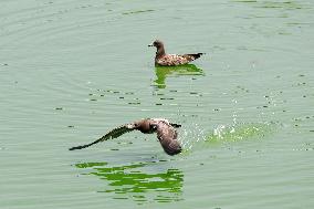 Black-tailed Gulls Released