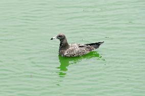 Black-tailed Gulls Released