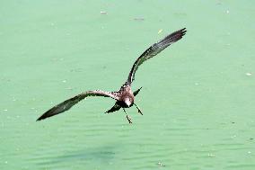 Black-tailed Gulls Released