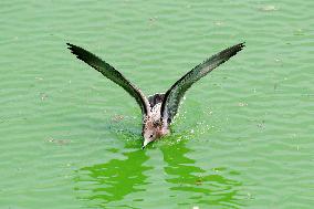 Black-tailed Gulls Released